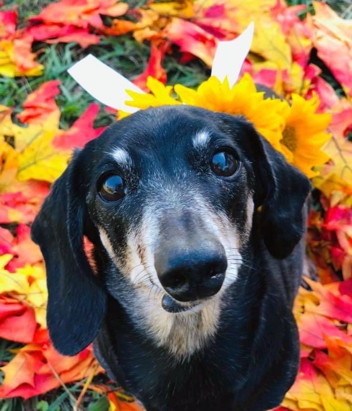 Dog Standing in Fall Leaves
