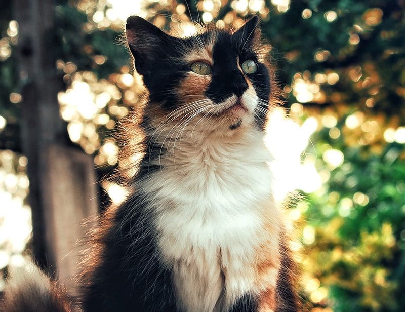 Calico Cat in Sunbeam