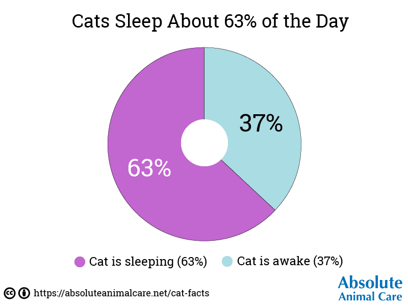 Cats Sleep About 63% of the Day