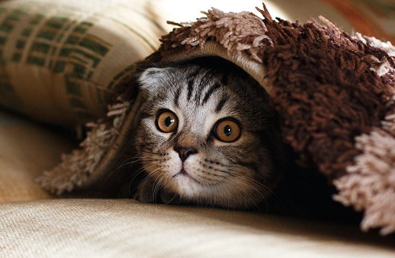 Cat Peering Out from Under Blanket