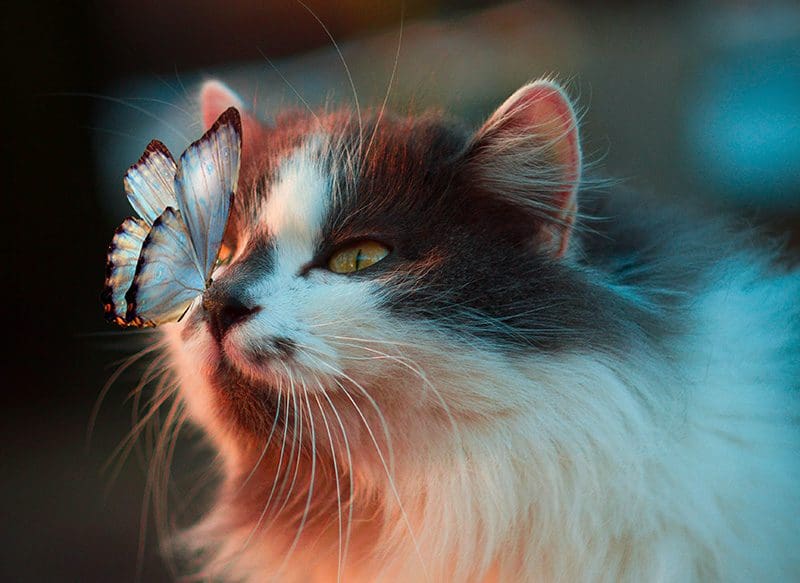 Cat with Butterfly on Nose