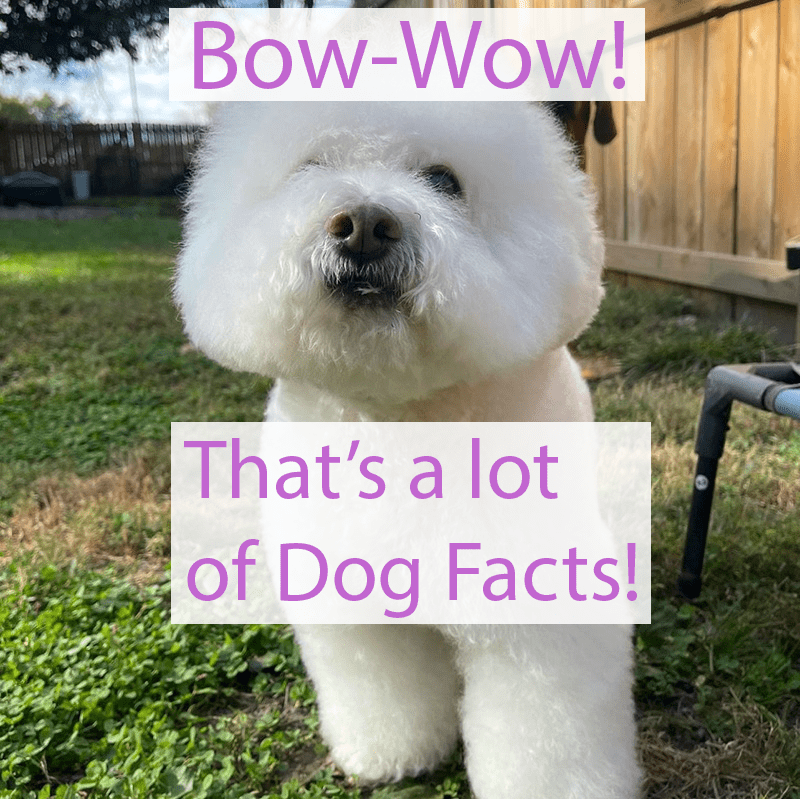 Dog Amazed by Dog Facts