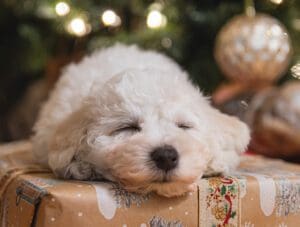 Dog Christmas Gifts