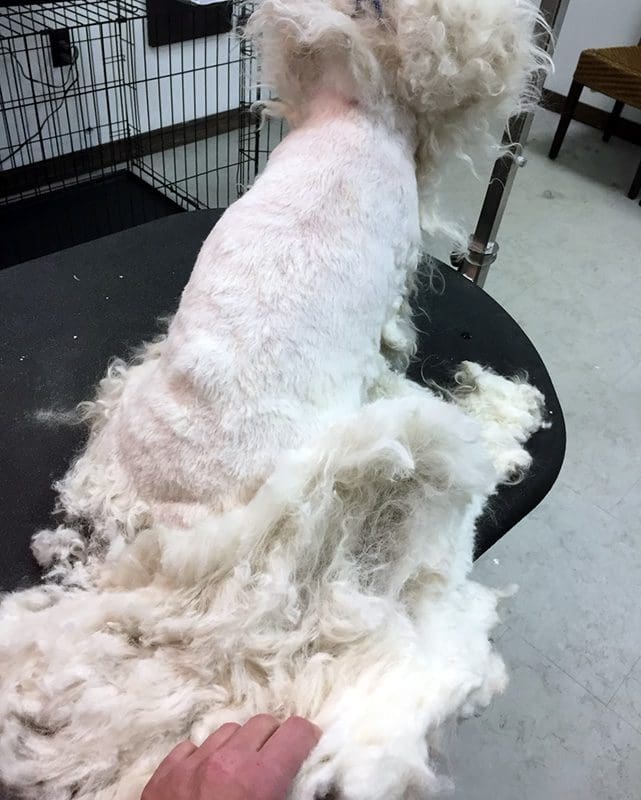 Dog Grooming in Action