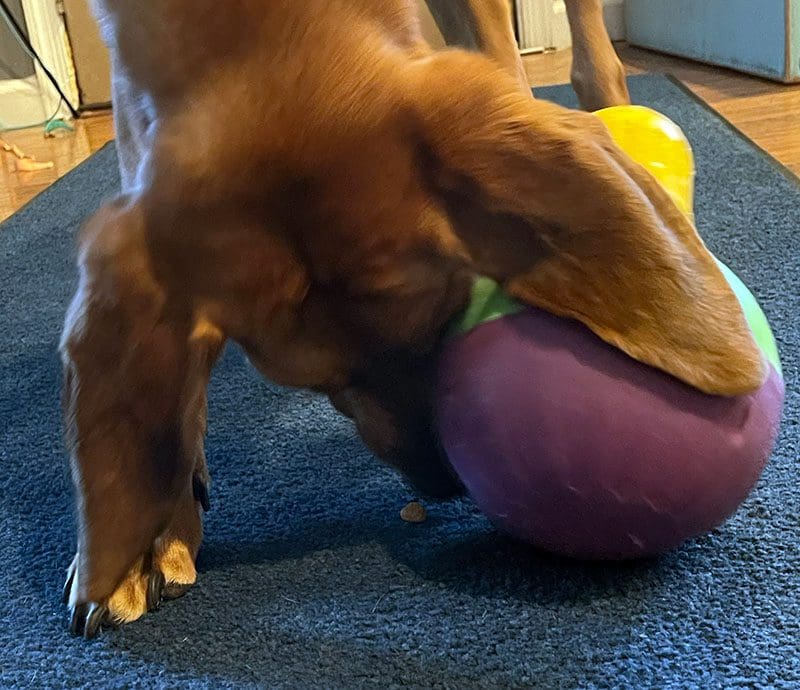 Dog Playing with Interactive Dog Toy