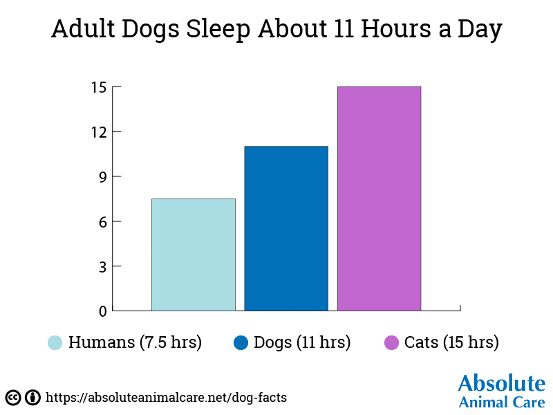 Dog Sleep Bar Graph