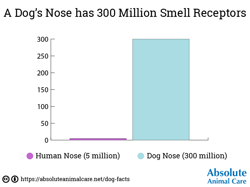 Dog Smell Receptors Bar Graph