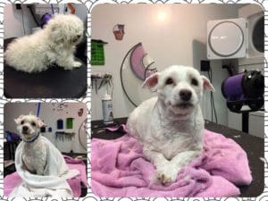 Dog at Groomer Before and After