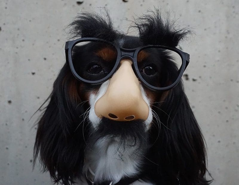 Dog in Funny Glasses