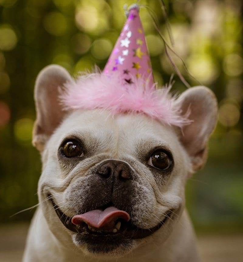 Dog in Pink Party Hat