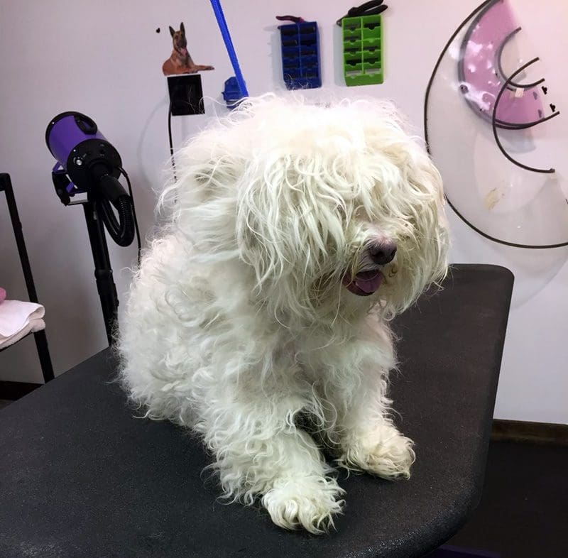 Dog on Grooming Table
