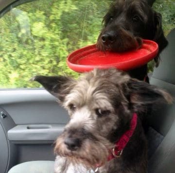 Dog with Frisbee in Car