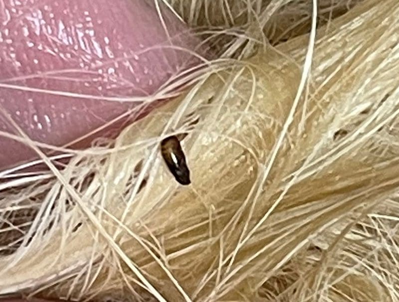 Flea Close Up