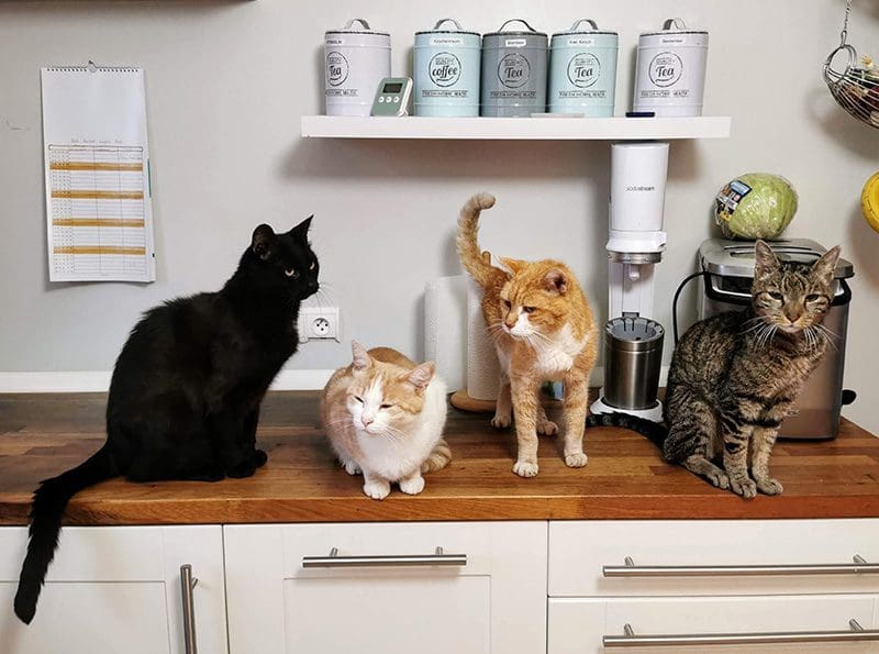 Four Calm Cats in Kitchen