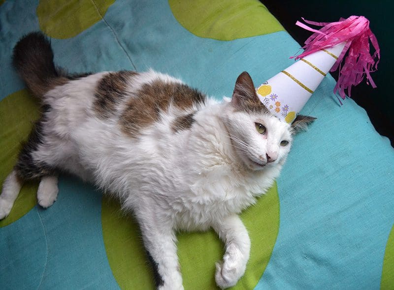 Fun Cat in Party Hat
