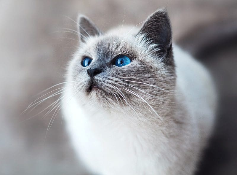 Furry Cat with Blue Eyes