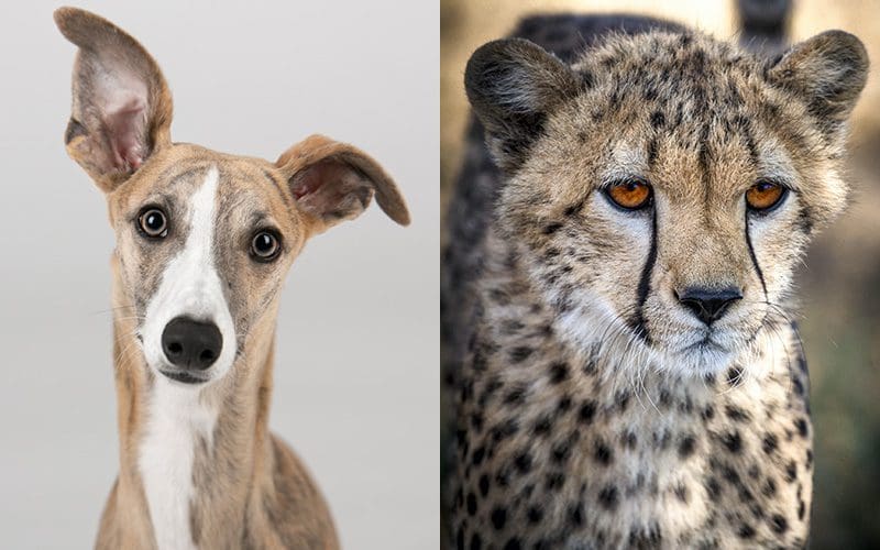 Greyhound Dog and Cheetah