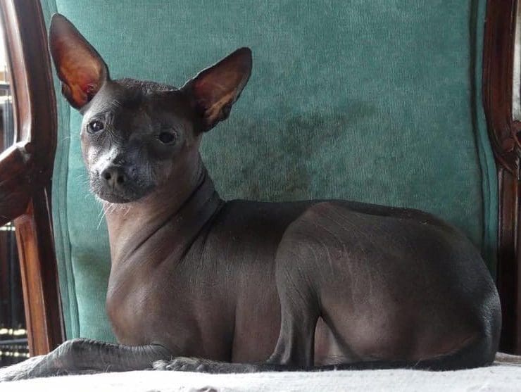 Hairless Dog Sitting on Chair