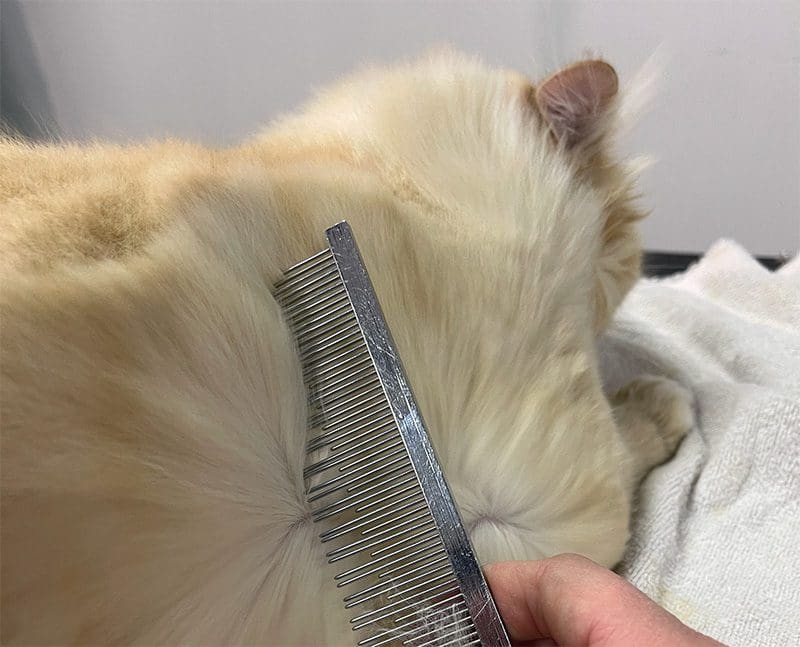 Long and Short Stainless Steel Cat Comb