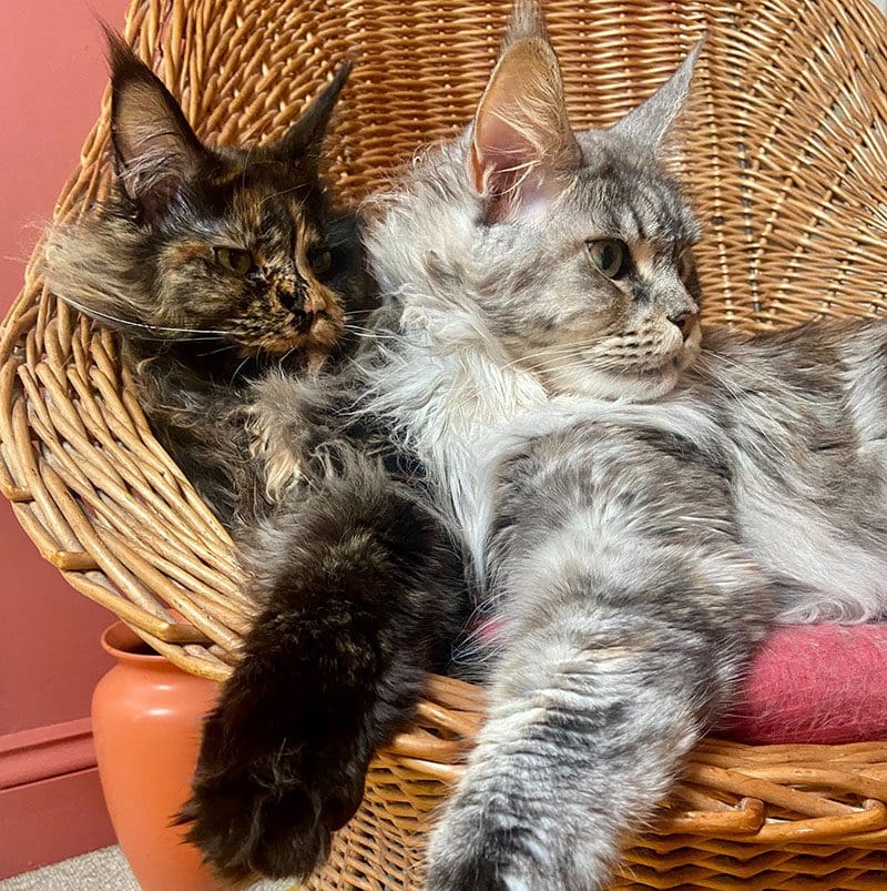 Maine Coon Cats in Chair