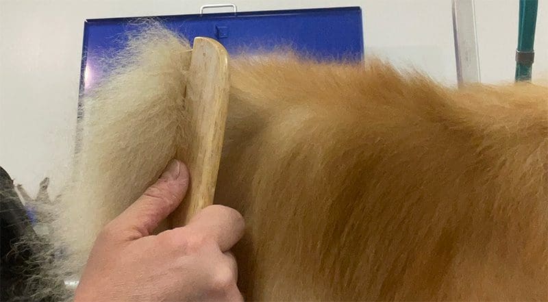 Omnipet Poodle Dog Comb in Action