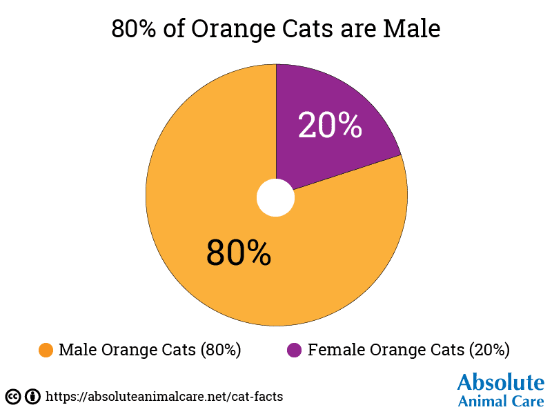 80% of Orange Cats are Male