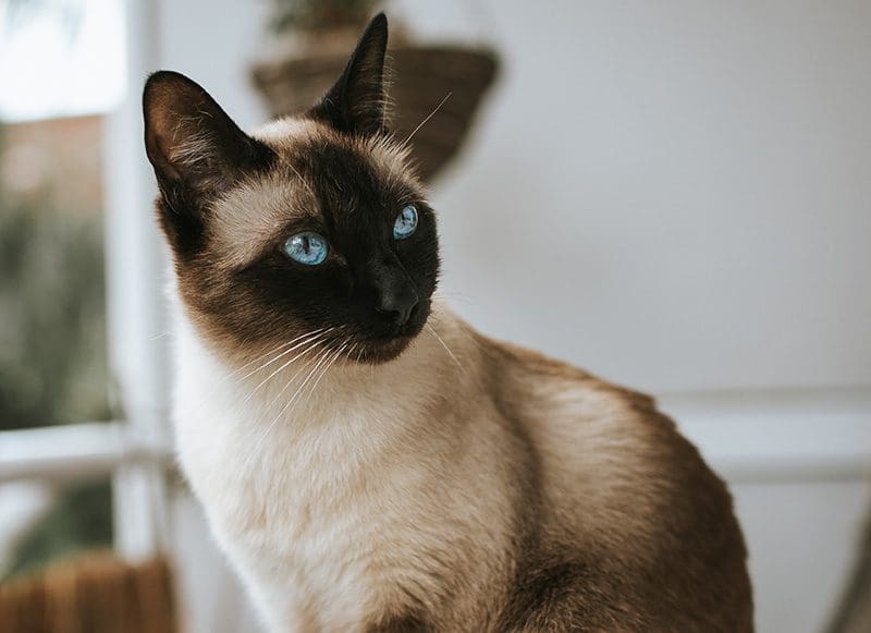 Siamese Cat on Table