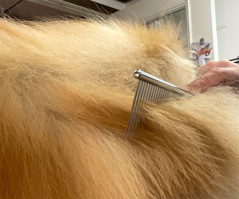 Steel Dog Comb in Action