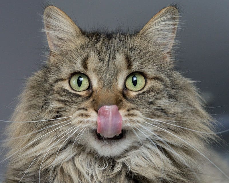 Stress Free Cat Licking Nose After Cat Treats
