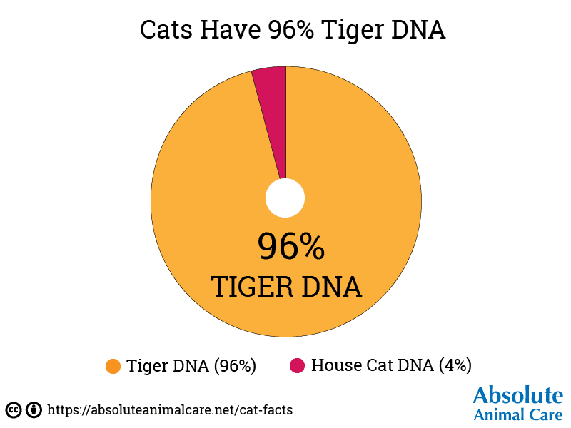 Cats Have 96% Tiger DNA